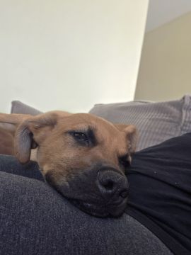 Hundepension