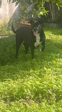 Hotel para Cães