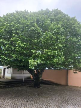 Lawncare