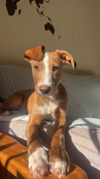 Hotel para Cães