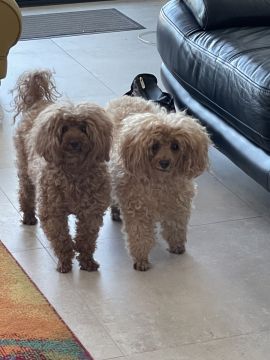Creche para Cães