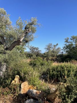 Limpeza de Terrenos - Jardinagem e Relvados