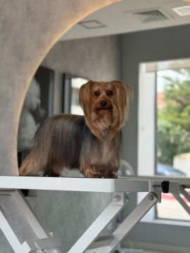 Dog Hotel