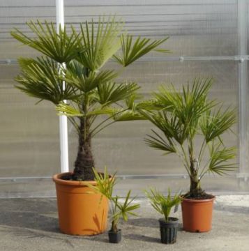 Serviço de Jardinagem - Casa