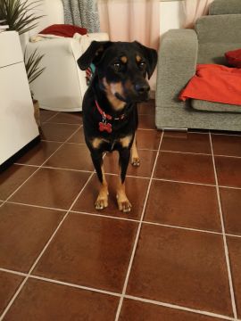 Hundepension