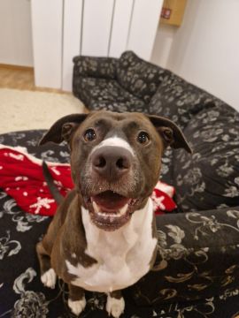 Pet Boarding and Daycare - Pets