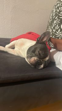 Hotel para Cães