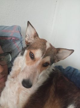 Dog Hotel - Pets