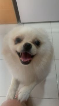 Dog Hotel