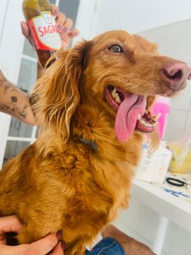 Hotel para Cães