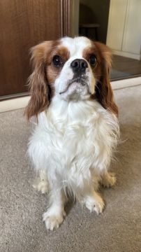 Hotel para Cães