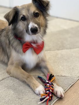 Hotel para Cães