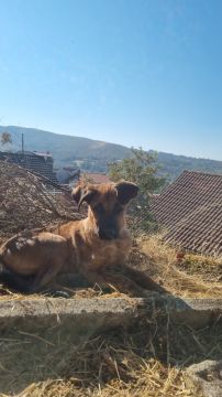 Hotel e Creche para Animais