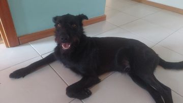 Hundepension