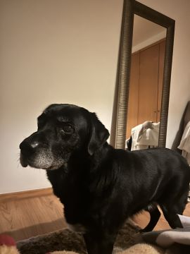Hotel para Cães