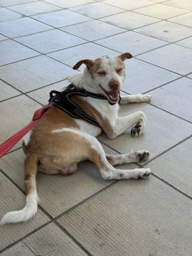Hotel para Cães