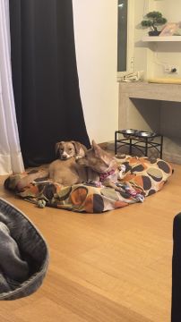 Hundepension