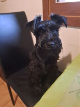 Hotel para Cães