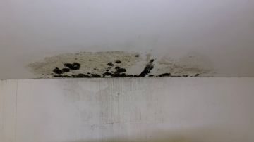Poda e Manutenção de Árvores