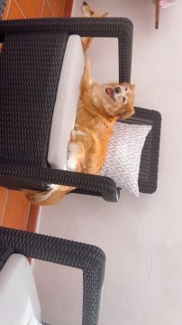 Hundepension