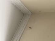 Interior Painter - Home Improvements
