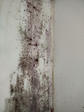 Pintura de Casas