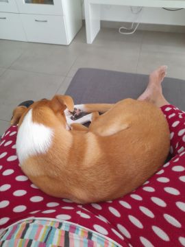 Hospedaje de perros