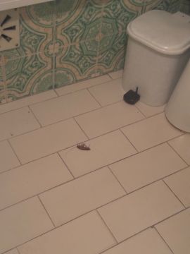 Entreprise de désinsectisation