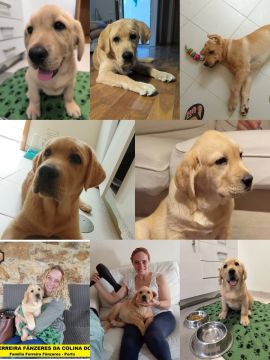 Hotel para Cães