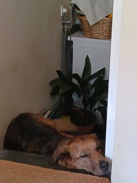 Hotel para Cães