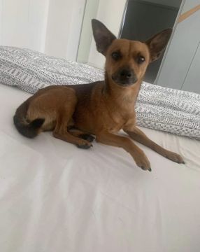Hotel para Cães