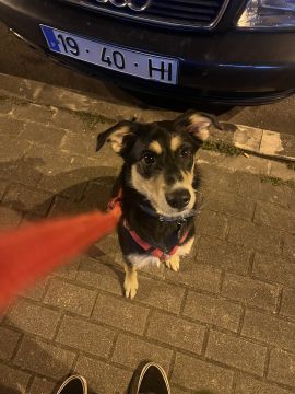 Hotel para Cães