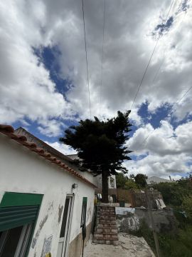 Podador de Árvores