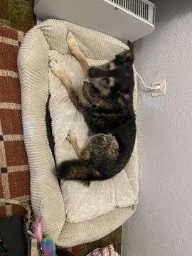 Hotel para Cães