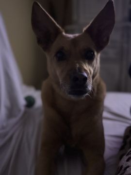 Hotel para Cães