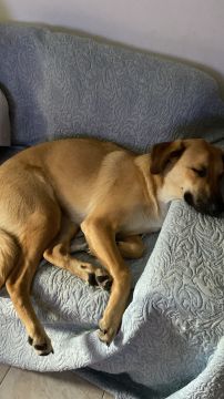 Hundepension