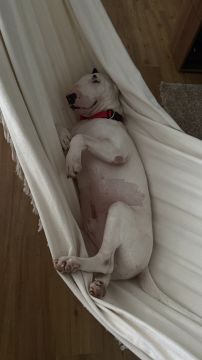 Hotel e Creche para Animais - Animais