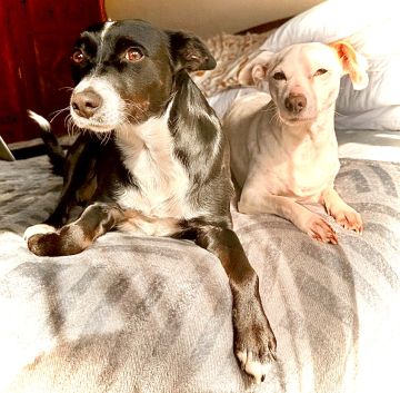 Hotel para Cães