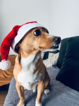 Hotel para Cães