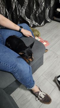 Hotel para Cães