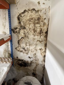 Experten für Schimmelbeseitigung