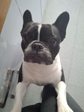 Dog Hotel