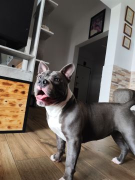 Dog Hotel