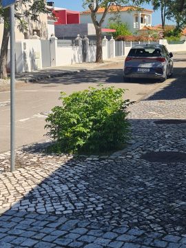 Podador de Árvores