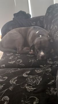 Dog Hotel