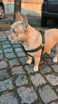 Hospedaje de perros - Hospedaje y guarderías de mascotas