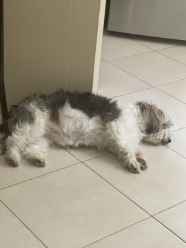 Hotel para Cães