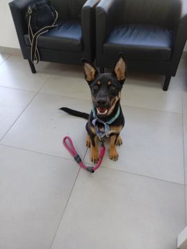 Hotel para Cães