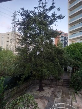 Podador de Árvores