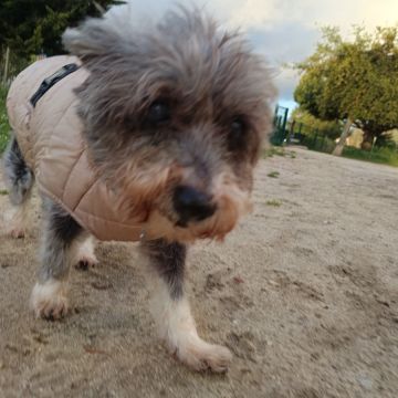 Xana Gonzalez - Almada - Pet Sitting